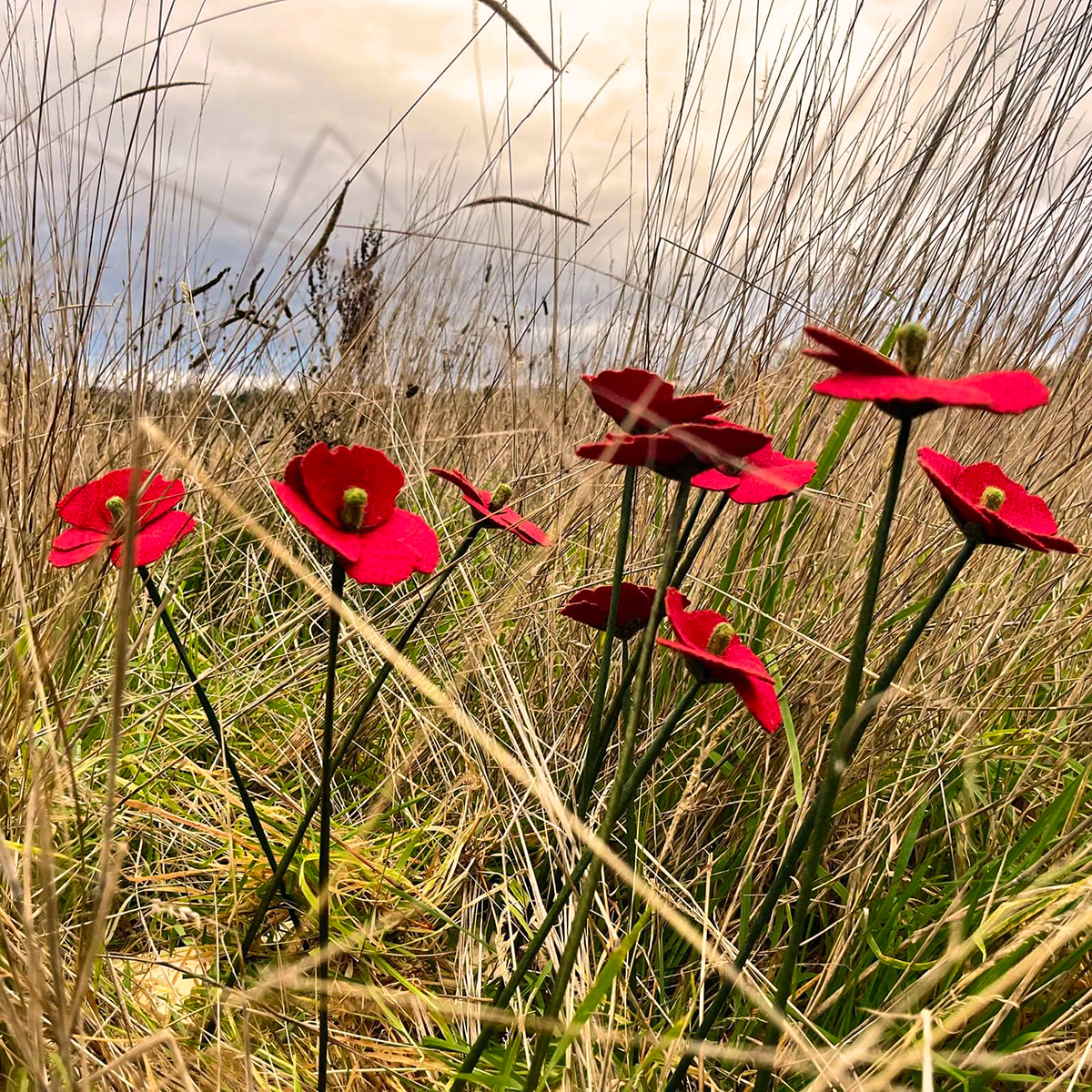 Harris tweed poppies 2024