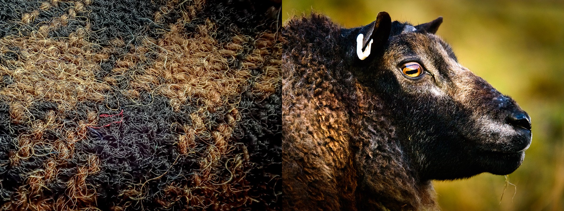 harris tweed black sheep