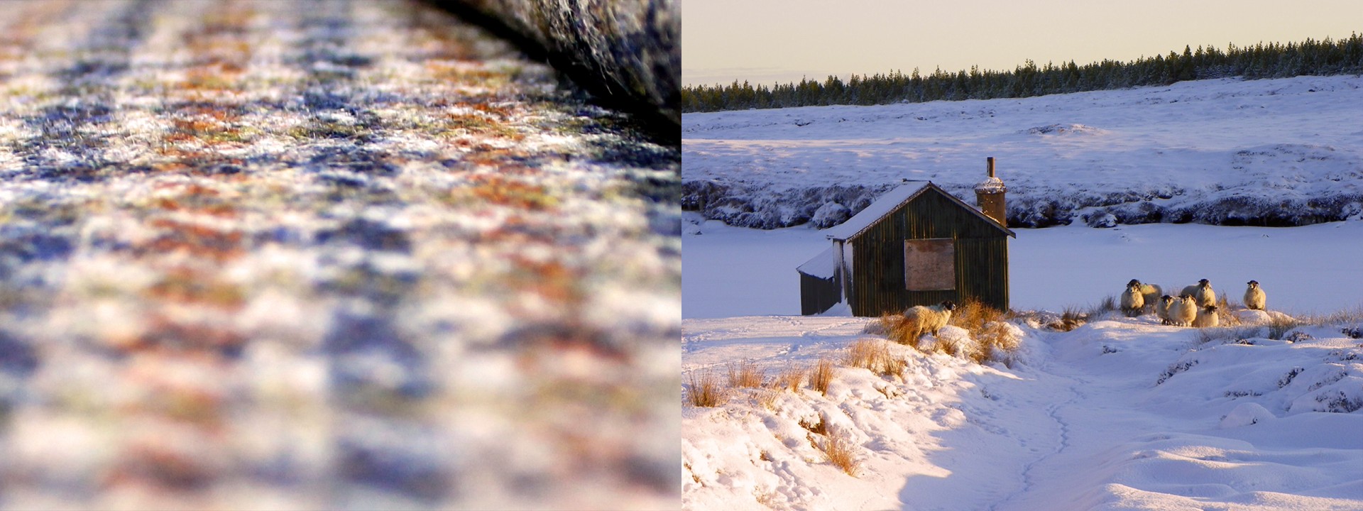 Harris Tweed sheep sheiling snow