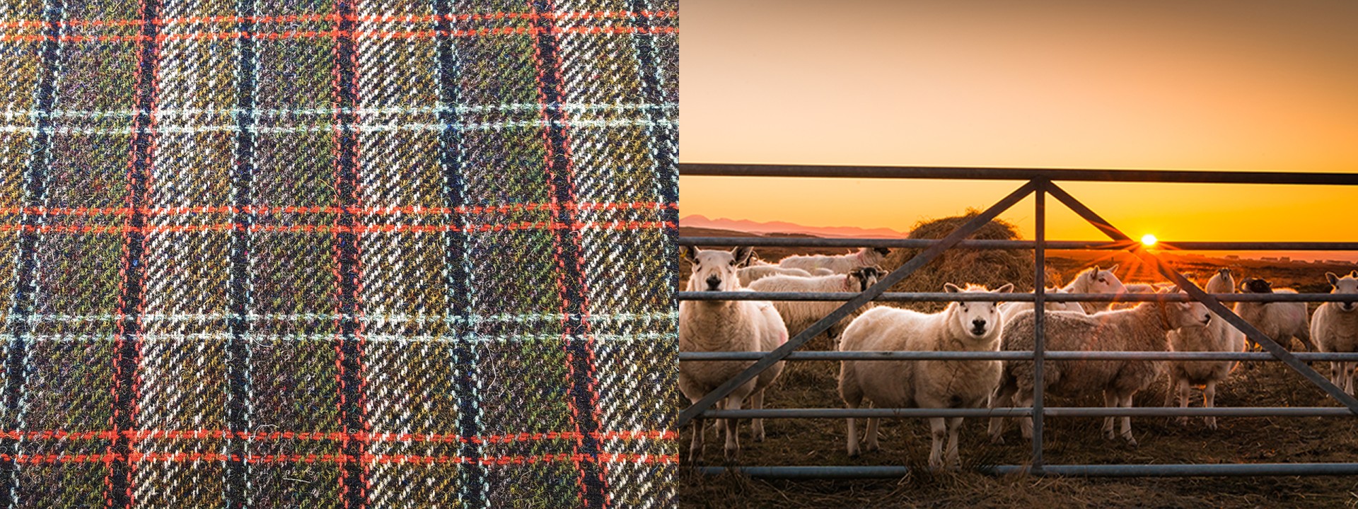 harris tweed sheep sunset