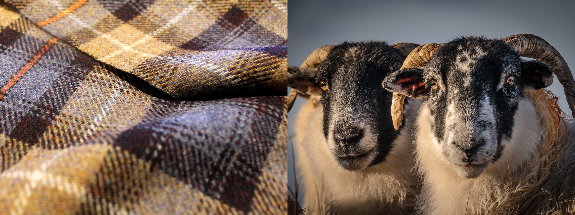 Harris Tweed sheep cloth blue gold