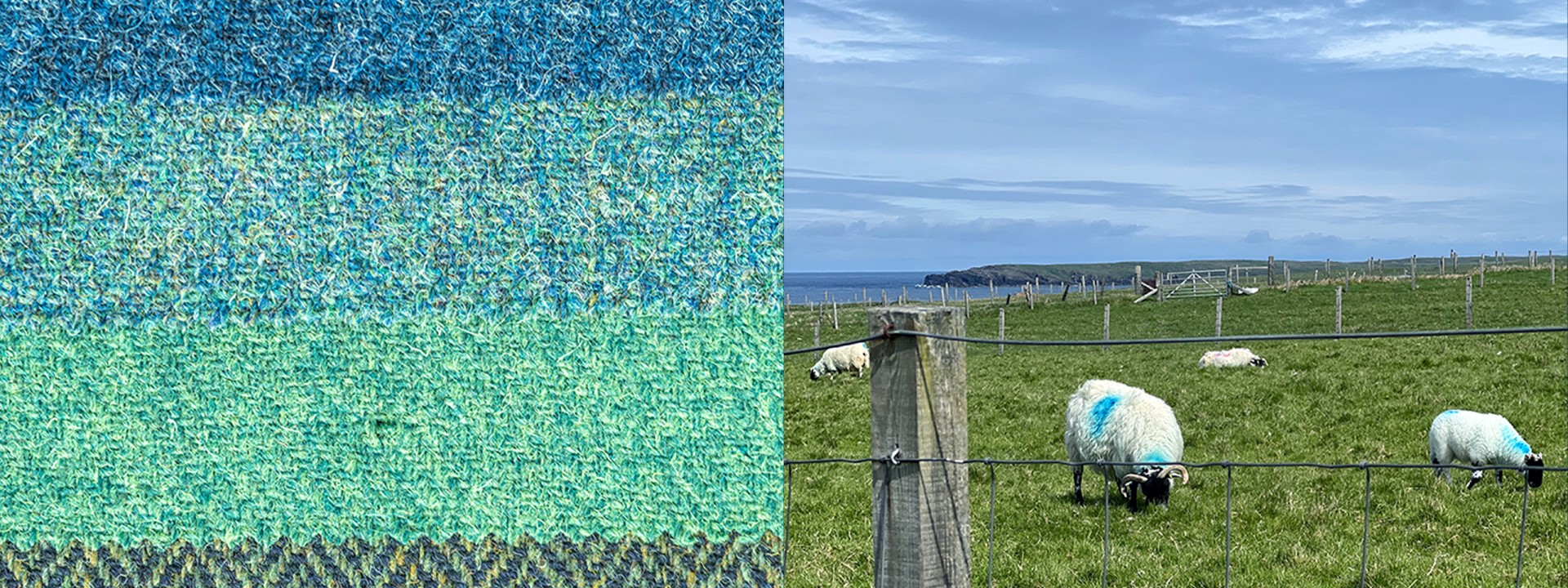 Colour match sheep layers